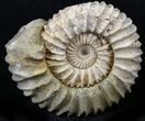 Pavlovia Ammonite Fossil - Siberia #29728-1
